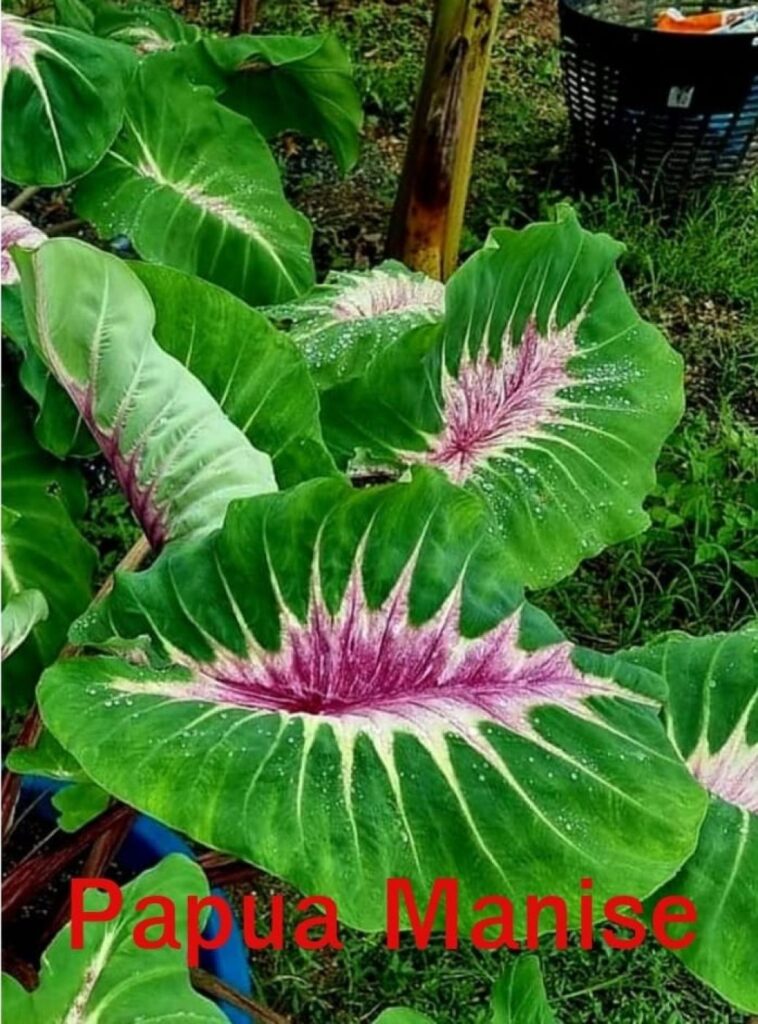 Колоказия Papua manise