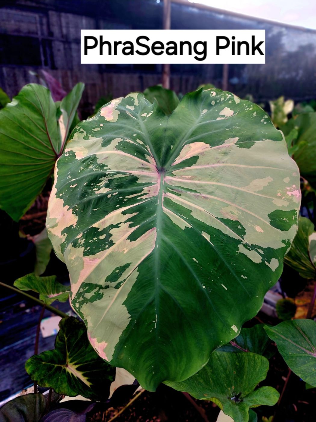 Колоказия Phraseang pink