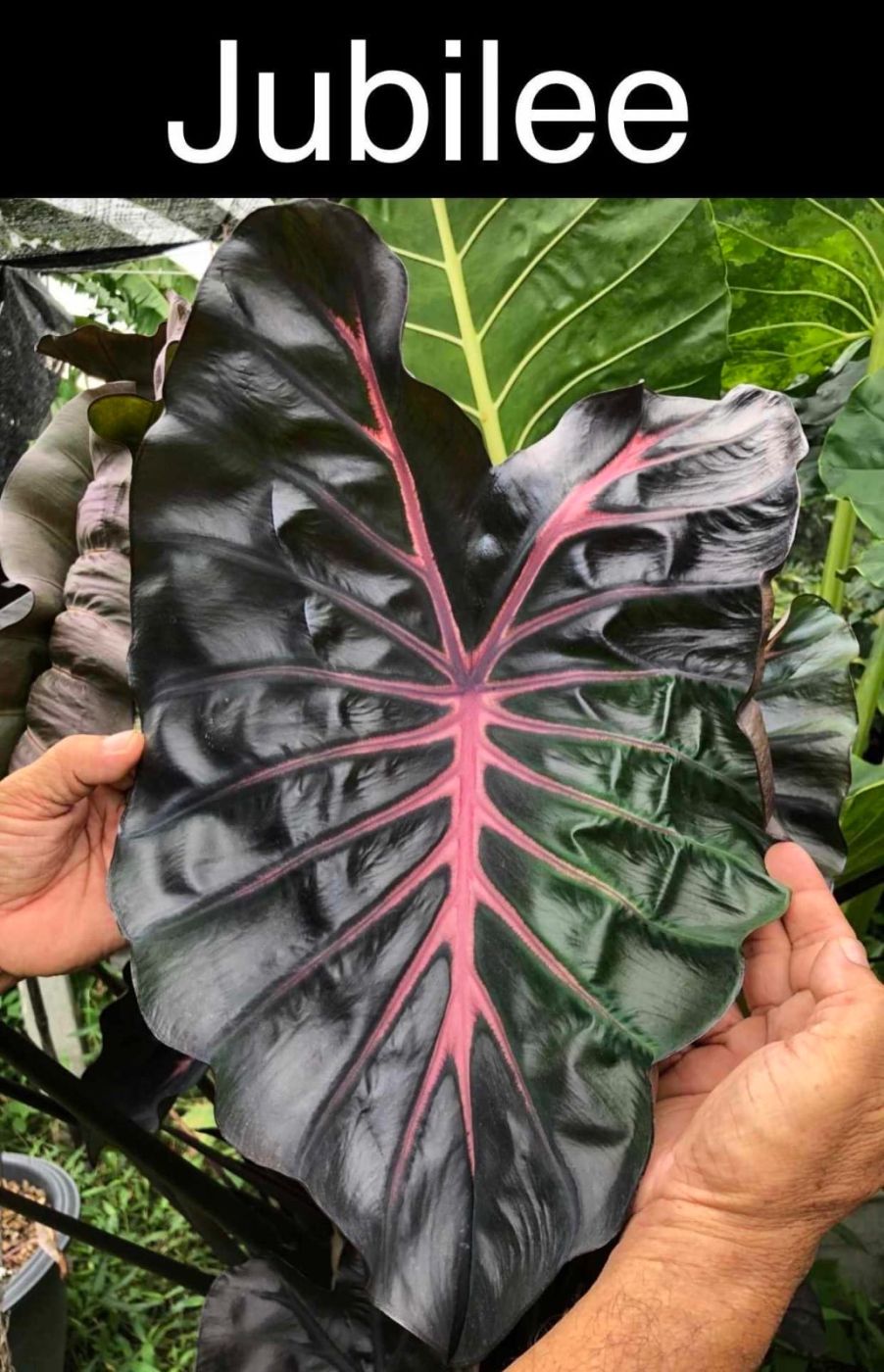 Колоказия Jubilee
