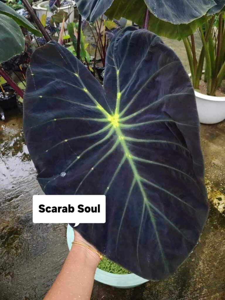 Колоказия Scarab soul