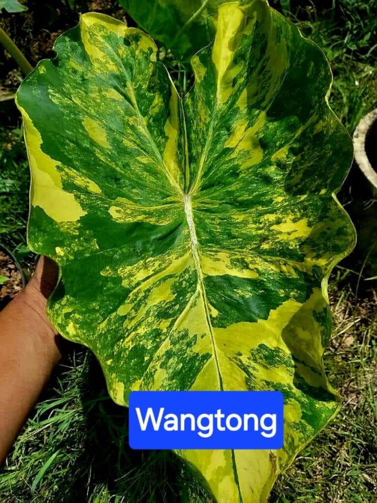 Колоказия Wangthong