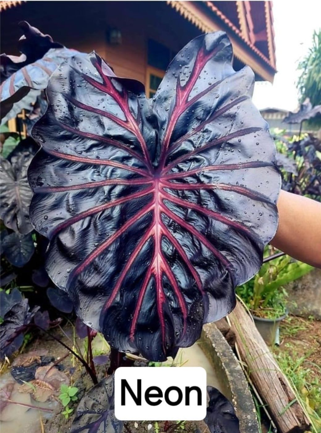 1311202407_IMG-20241113-WA0076