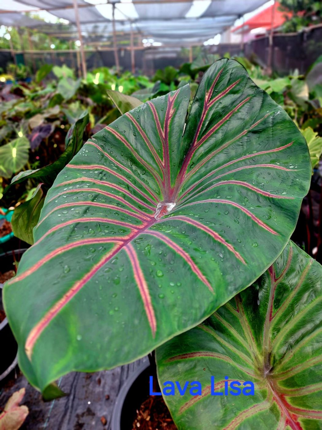 1311202407_IMG-20241113-WA0082