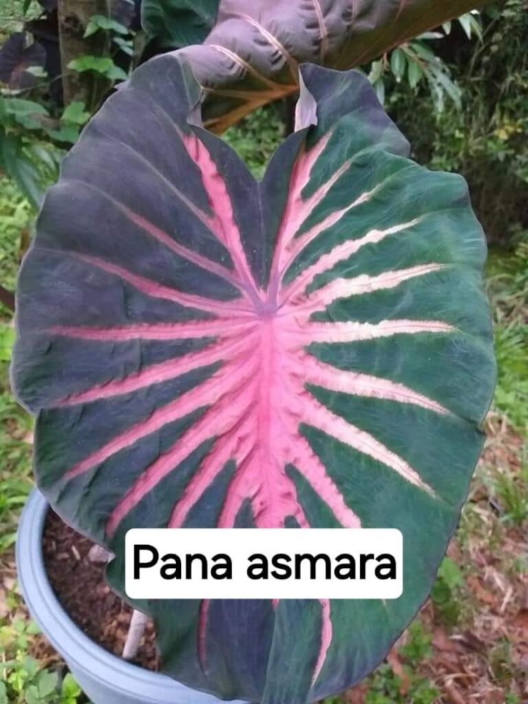 Колоказия Pana asmara