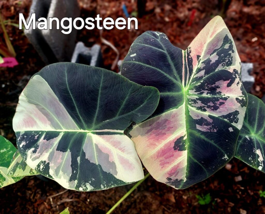 Колоказия Mangosteen