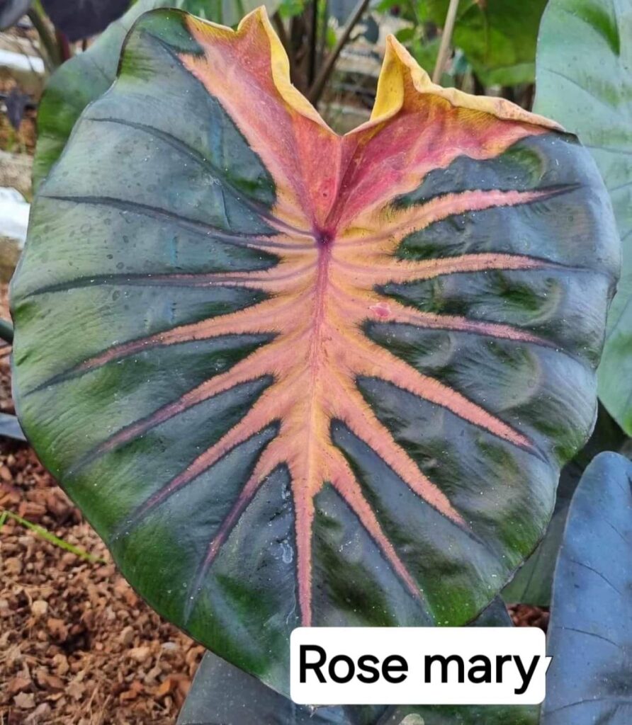Колоказия Rose mary. МАТОЧНИК