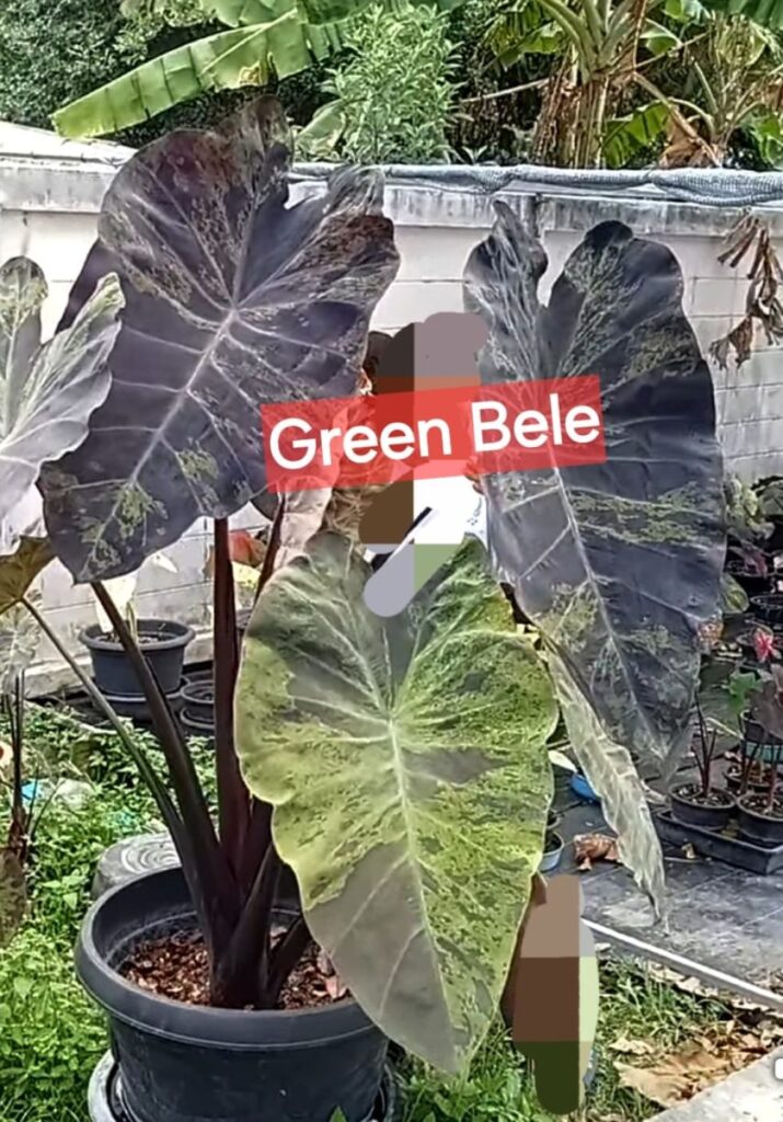 Колоказия Green bele