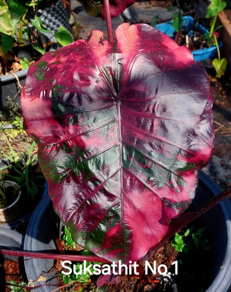 Колоказия Suksathit pink No.1