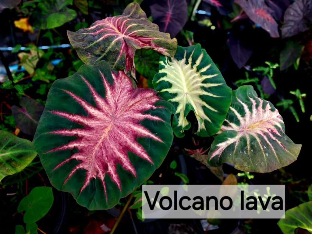 Колоказия Volcano lava