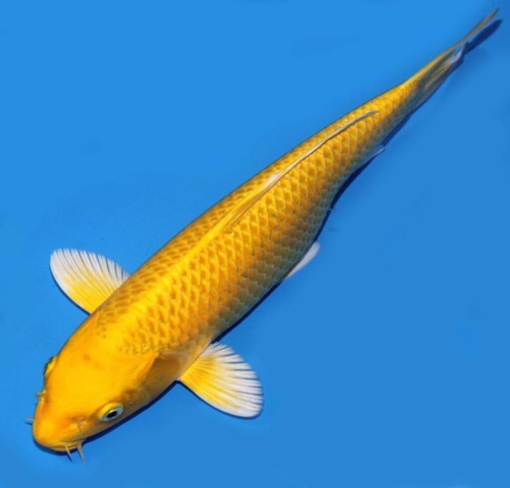 Карп кои премиум Израиль 14-15см (Ямабуки лимонный)