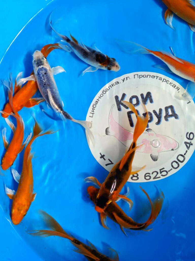 Вуалевый Карп Кои Бабочка (Butterfly) Ассорти 18-20 см