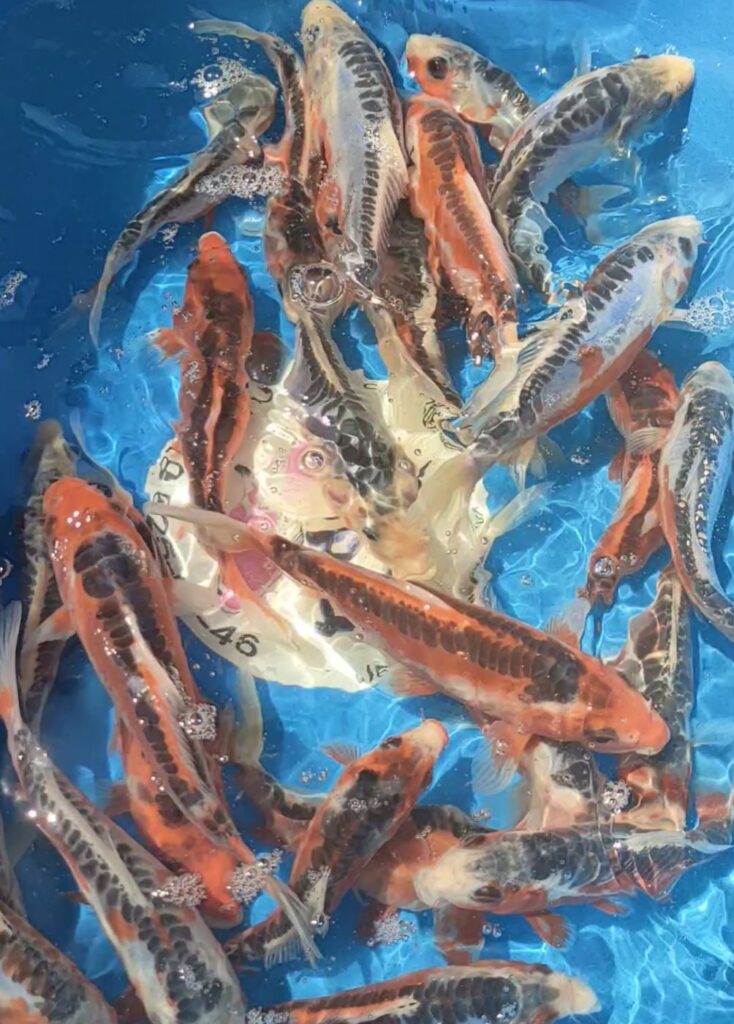 Шисуи японский карп кои премиум класса 20-22 см