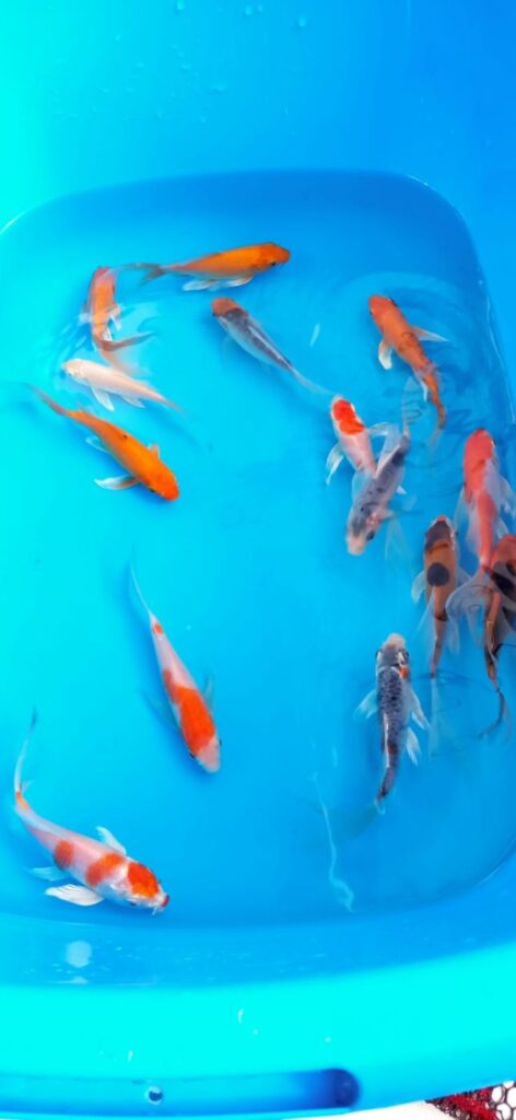 Вуалевый Карп Кои Бабочка (Butterfly) Ассорти 15-18 см