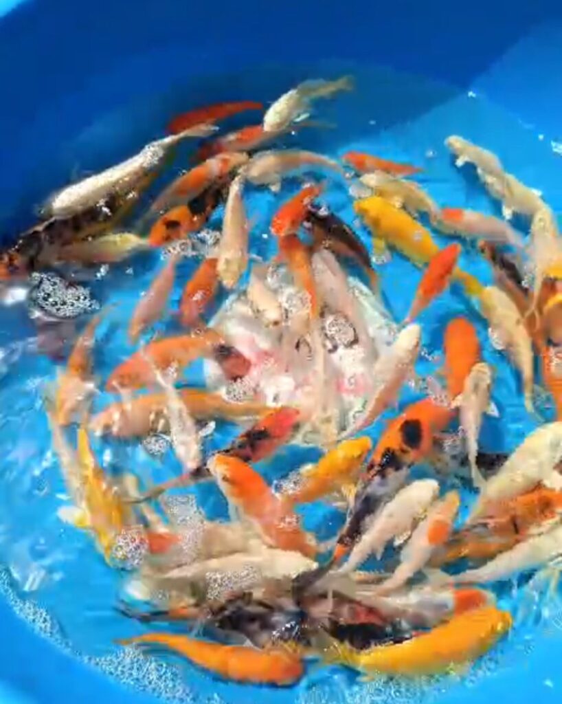 Карп Кои Микс 8-10 см "класс А"