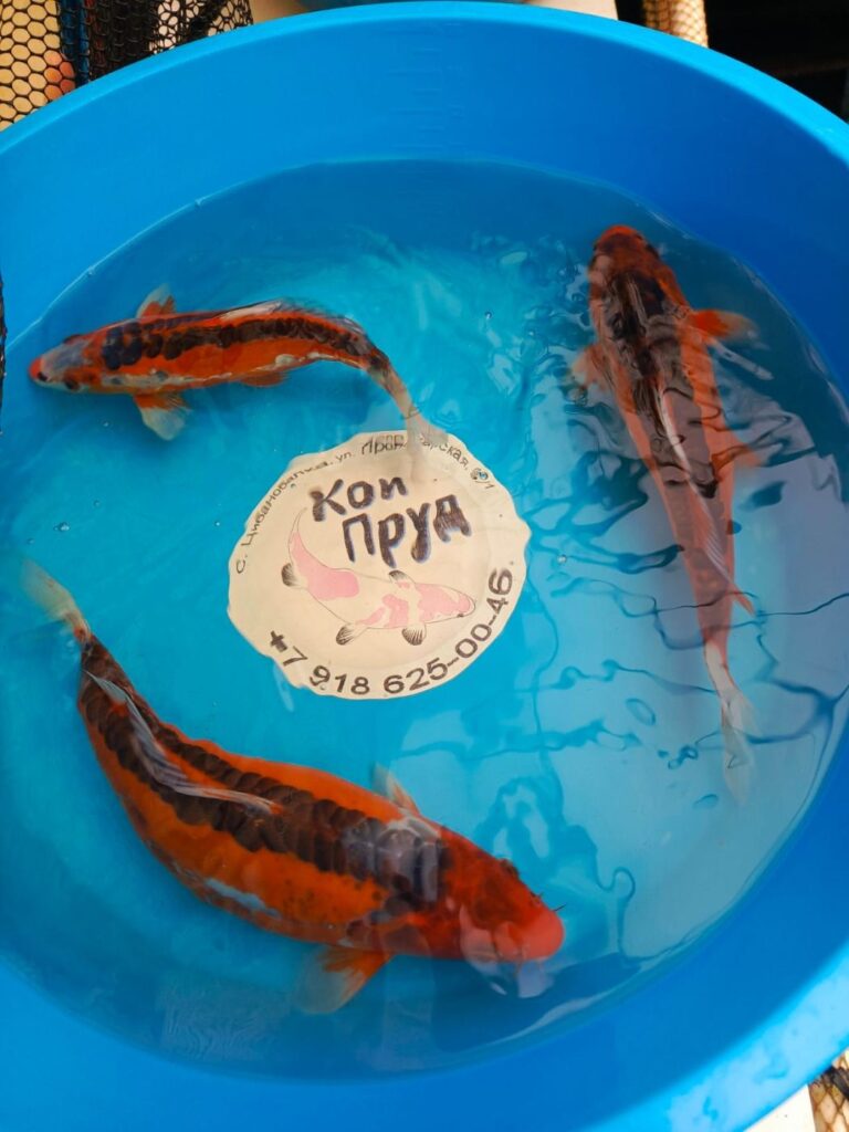 Шисуи ханна премиум класс ААА 22-25 см