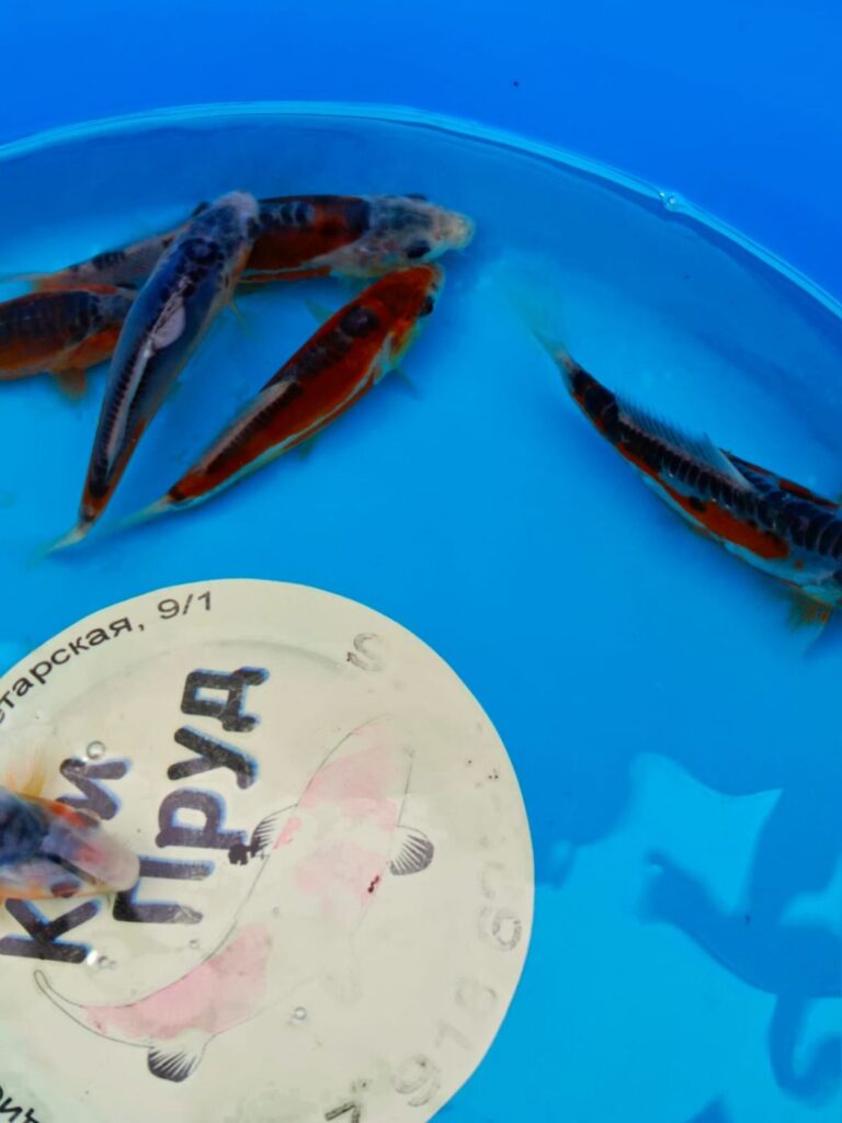 Шисуи японский карп кои премиум класса 12-14 см