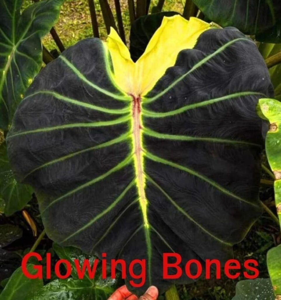 Колоказия GloWing Bones