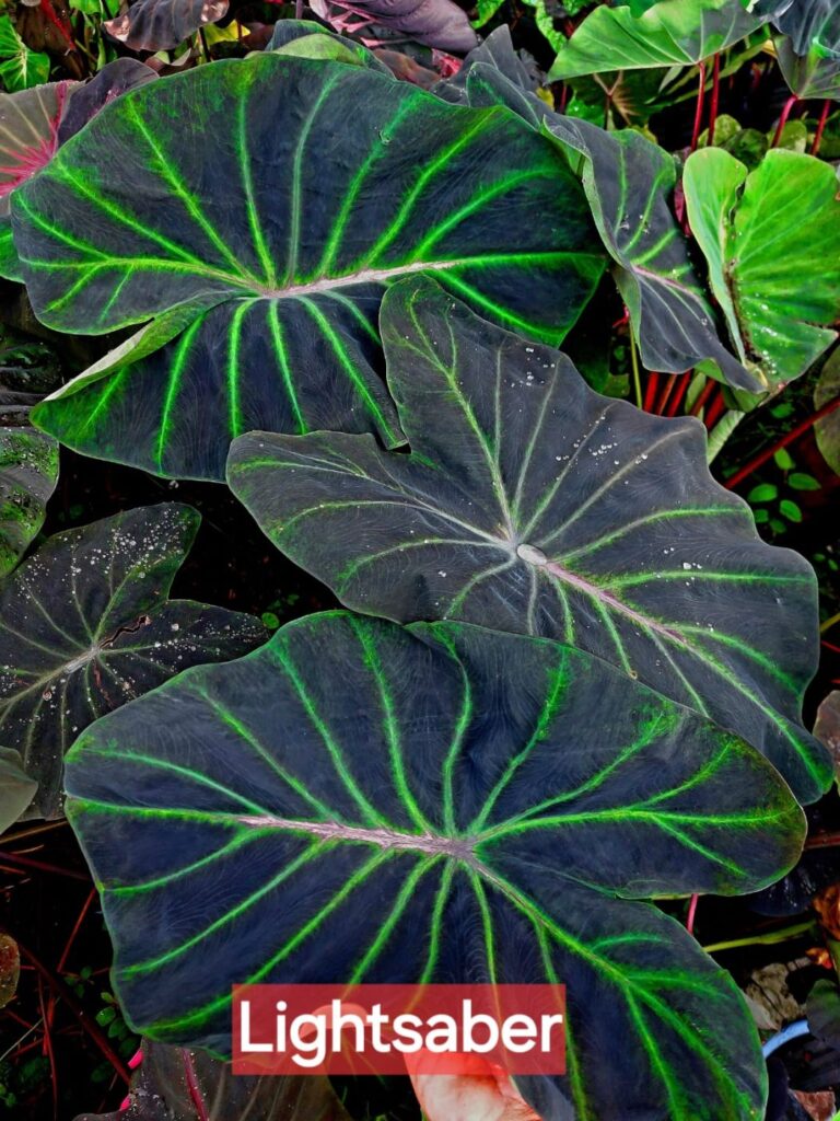 Колоказия Lightsaber