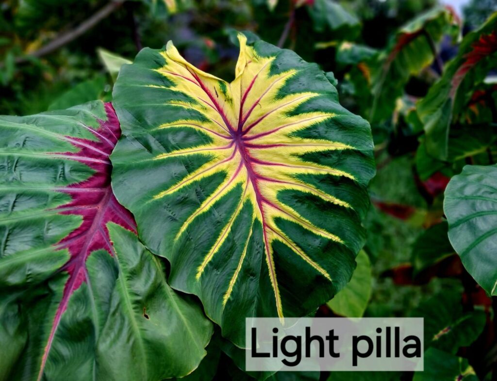 Колоказия Light Pillar
