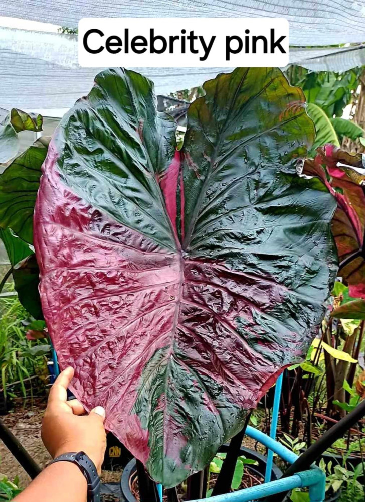 Колоказии предзаказ