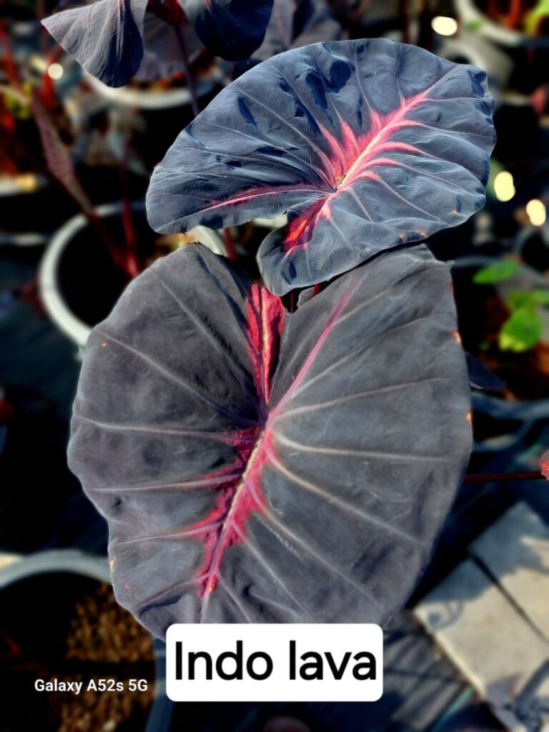 Колоказия Shadov lava - Шадов лава