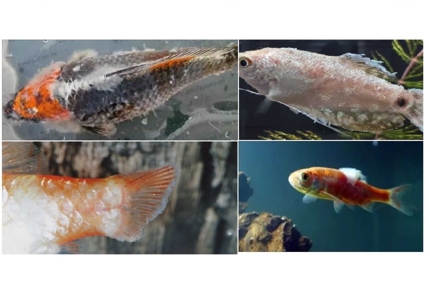 Лечение Карпа Кои, подбор препаратов, консультация.