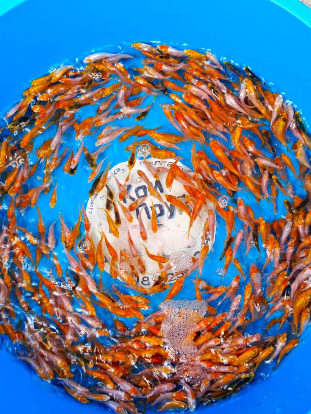 1709202510_IMG-20250917-WA0041