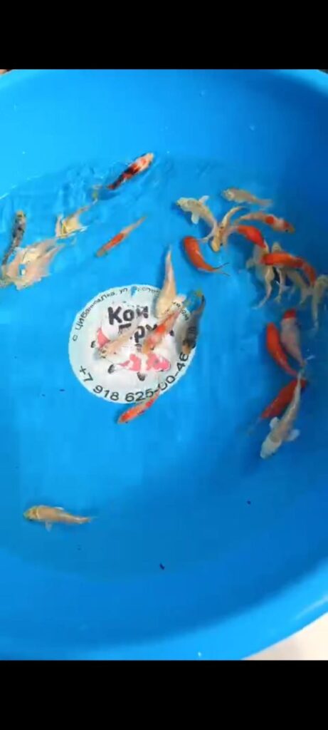 Карп Кои Микс 8-10 см