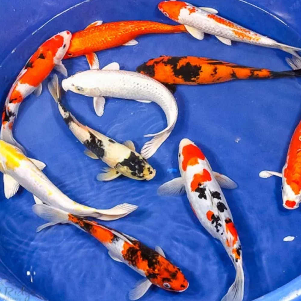 Карп Кои ОПТ