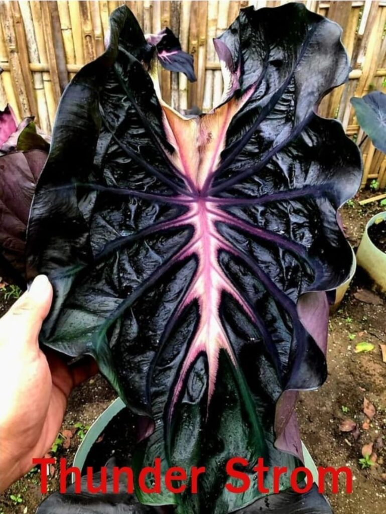 Колоказия-тропическая Thunder Strom (Тхундер Стром) (Удар Грома)