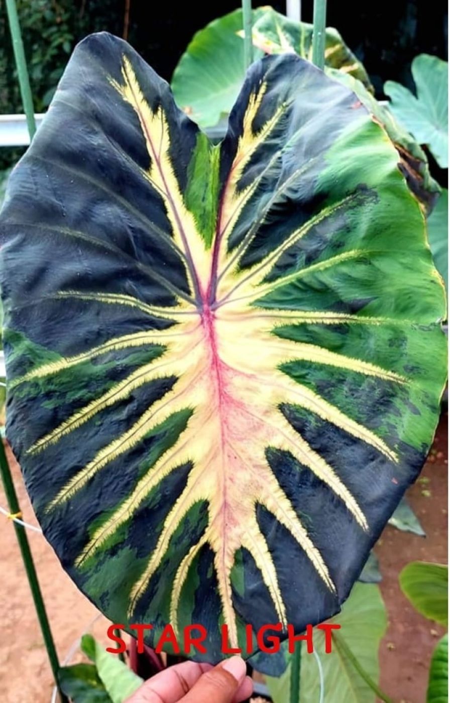 Колоказия Star light