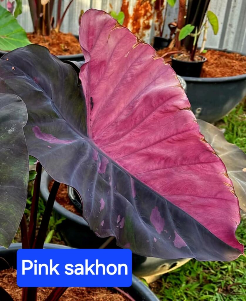 Колоказия Pink sakhon