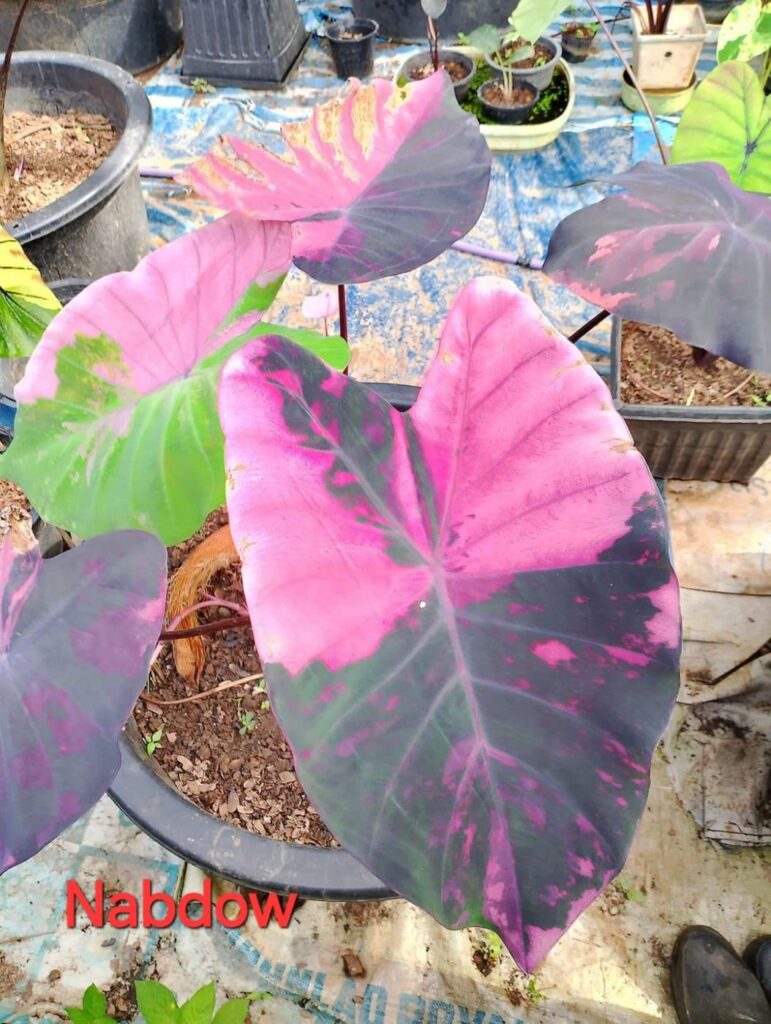 Колоказия Nabdow