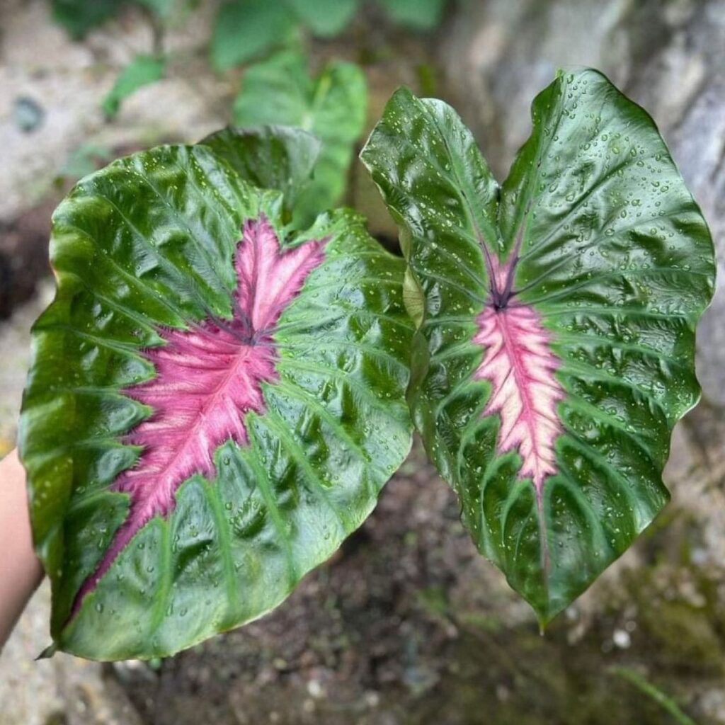 Колоказия Spirit of Pharaoh - Душа фараона