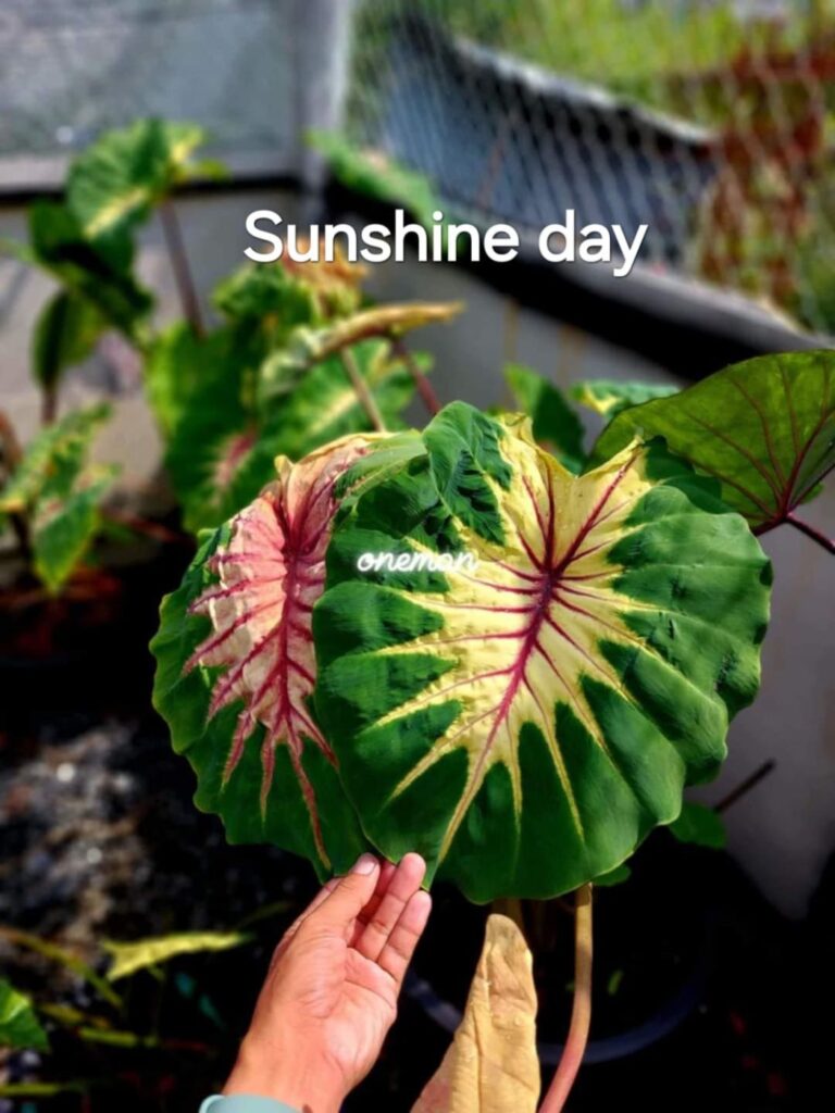 Колоказия Sunshine Day