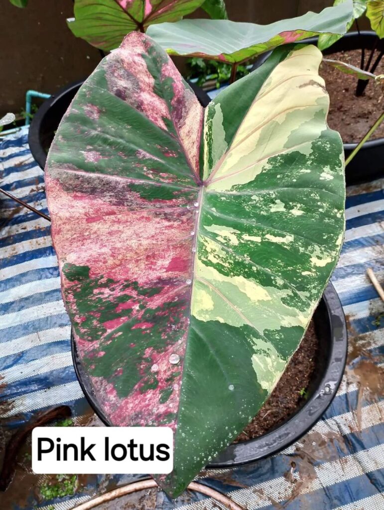 Колоказия Pink lotus