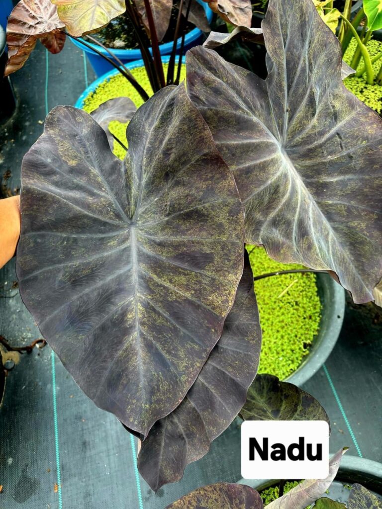 Колоказия Nabu