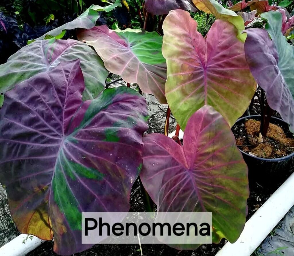 Колоказия Penomena