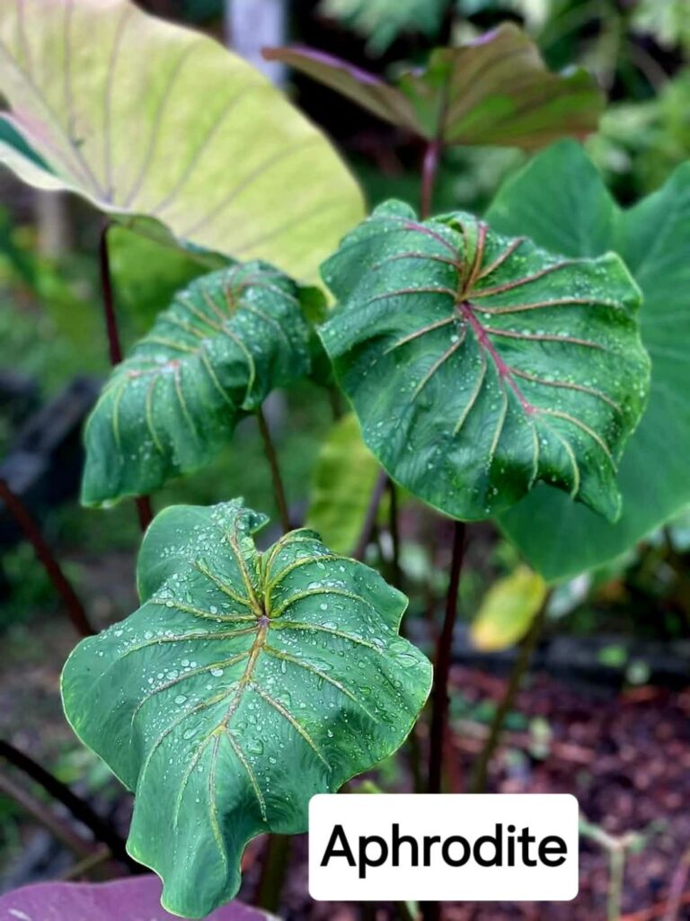 Колоказия Aphrodite