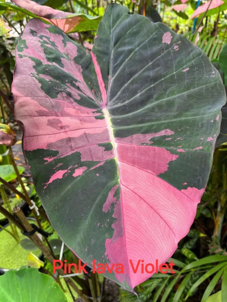 Колоказия Pink lava Violett