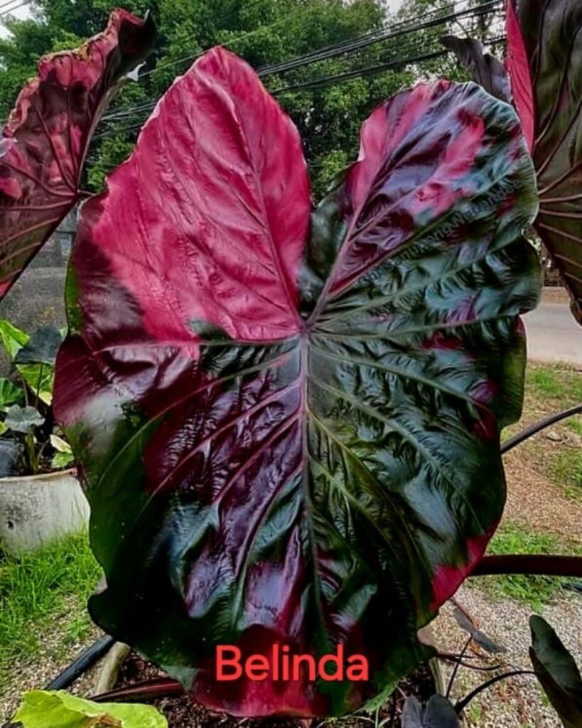 Колоказия Belinda