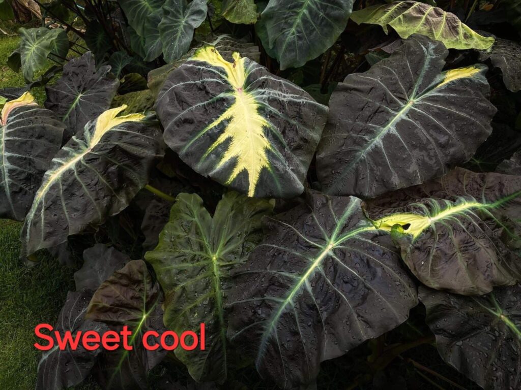 Колоказия Sweet cool