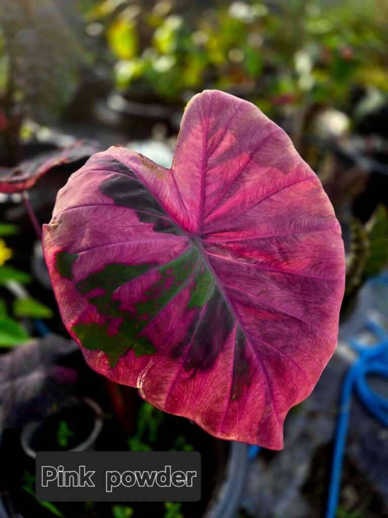 Колоказия Pink powder