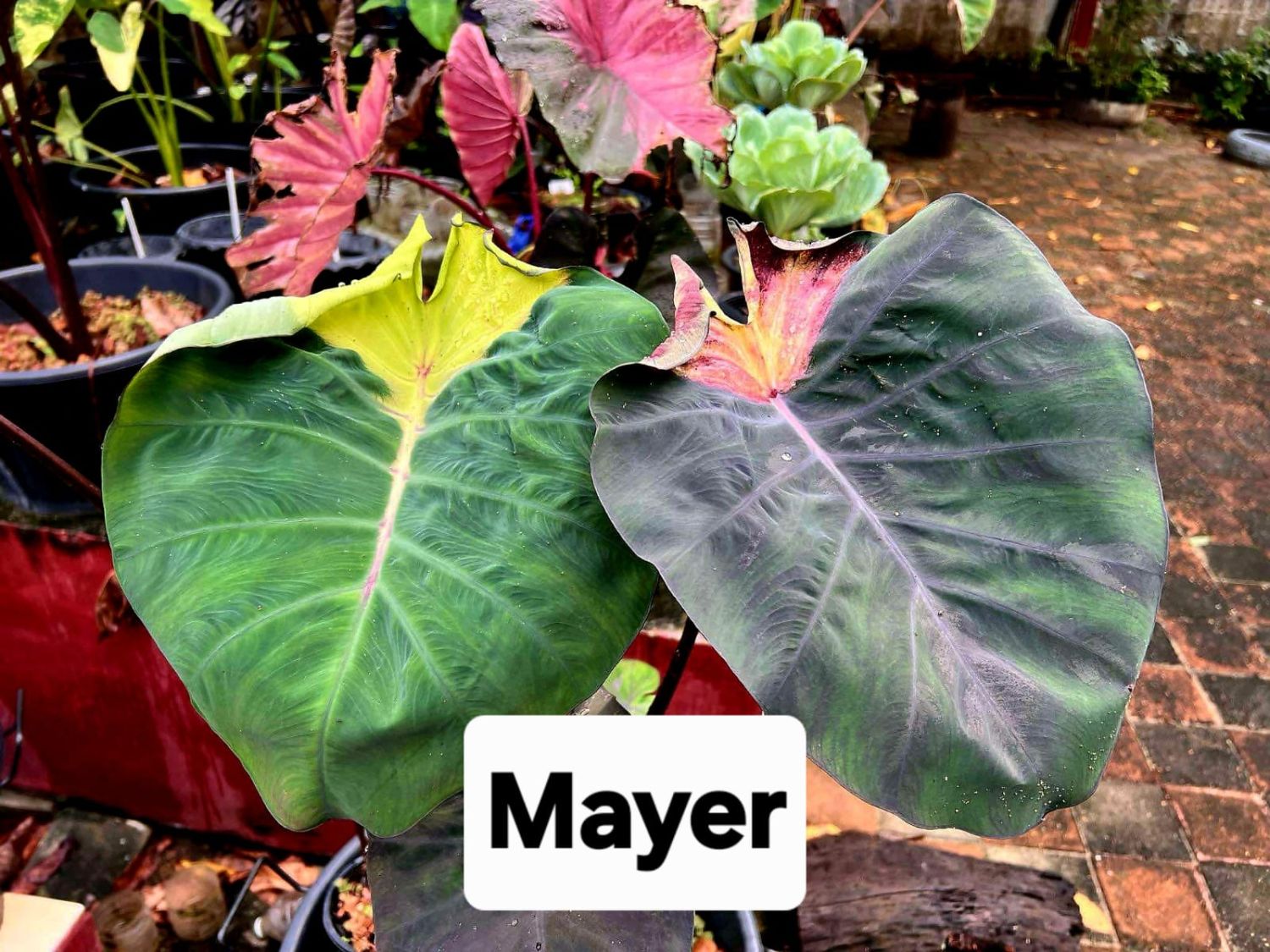 Колоказия Mayer