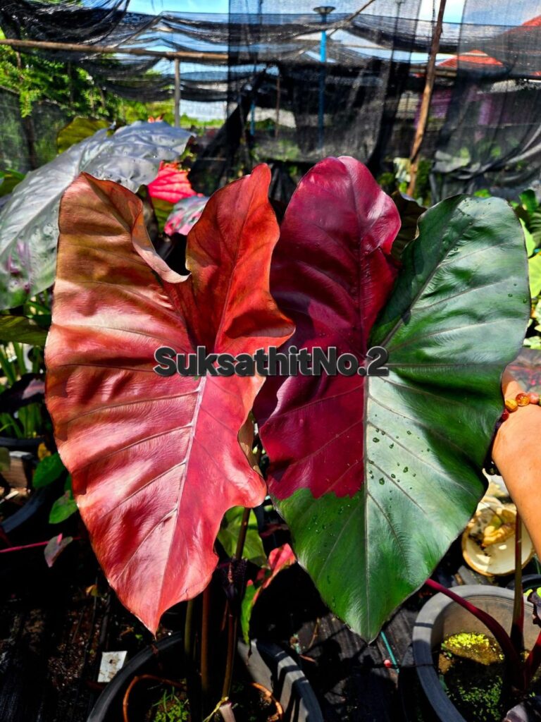 Колоказия Suksathit pink No.2