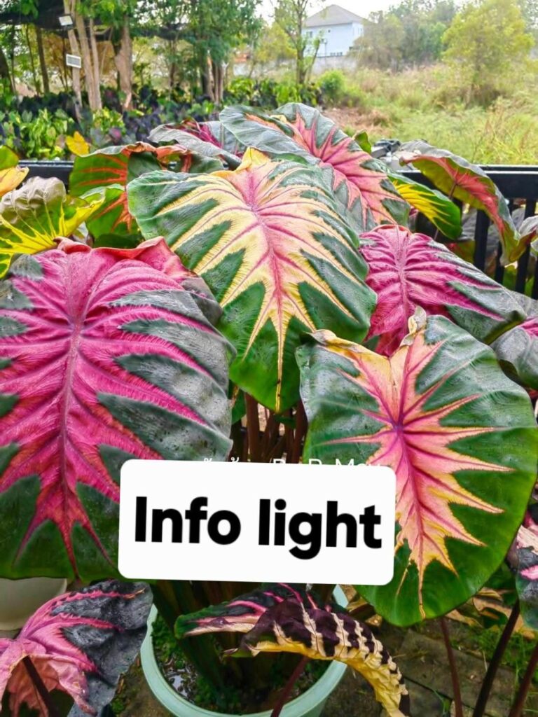 Колоказия Info Light