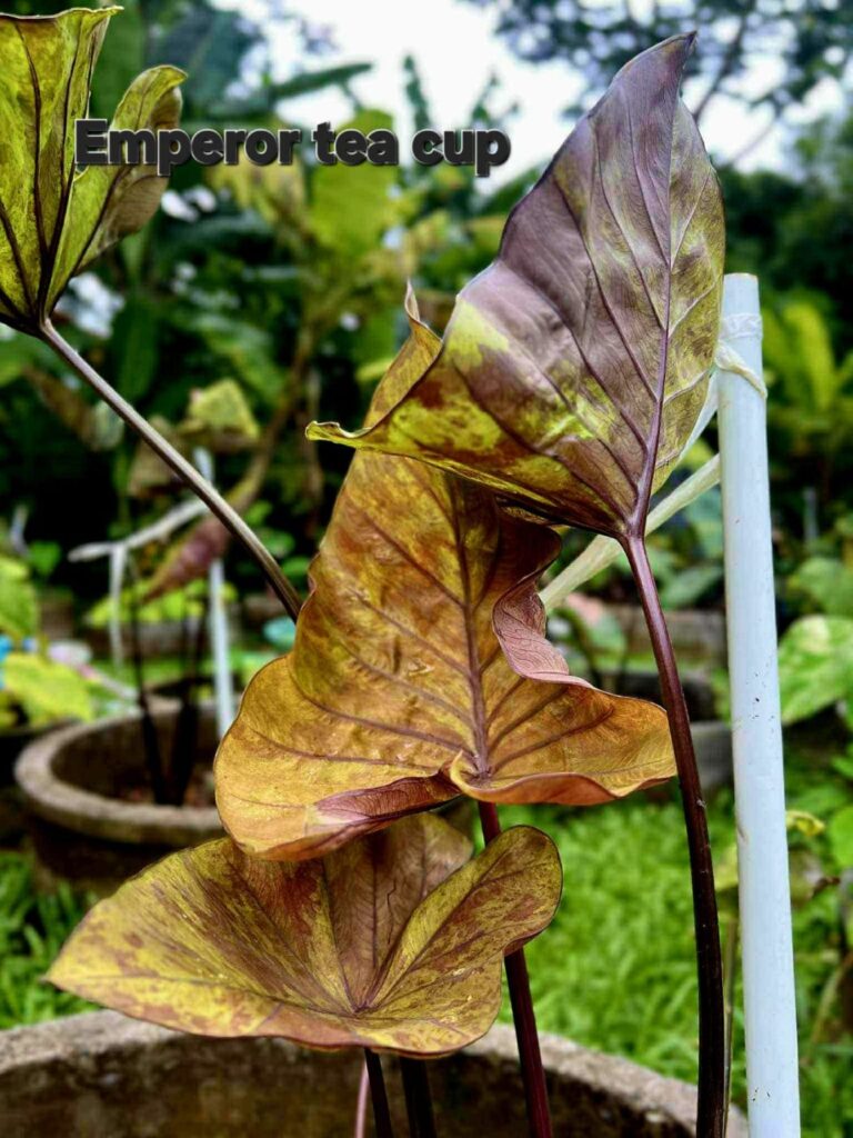 Колоказия Emperor tea cup