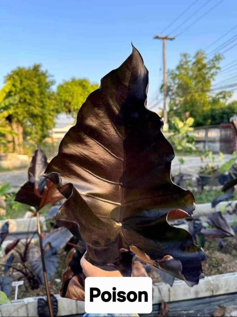 Колоказия Poison