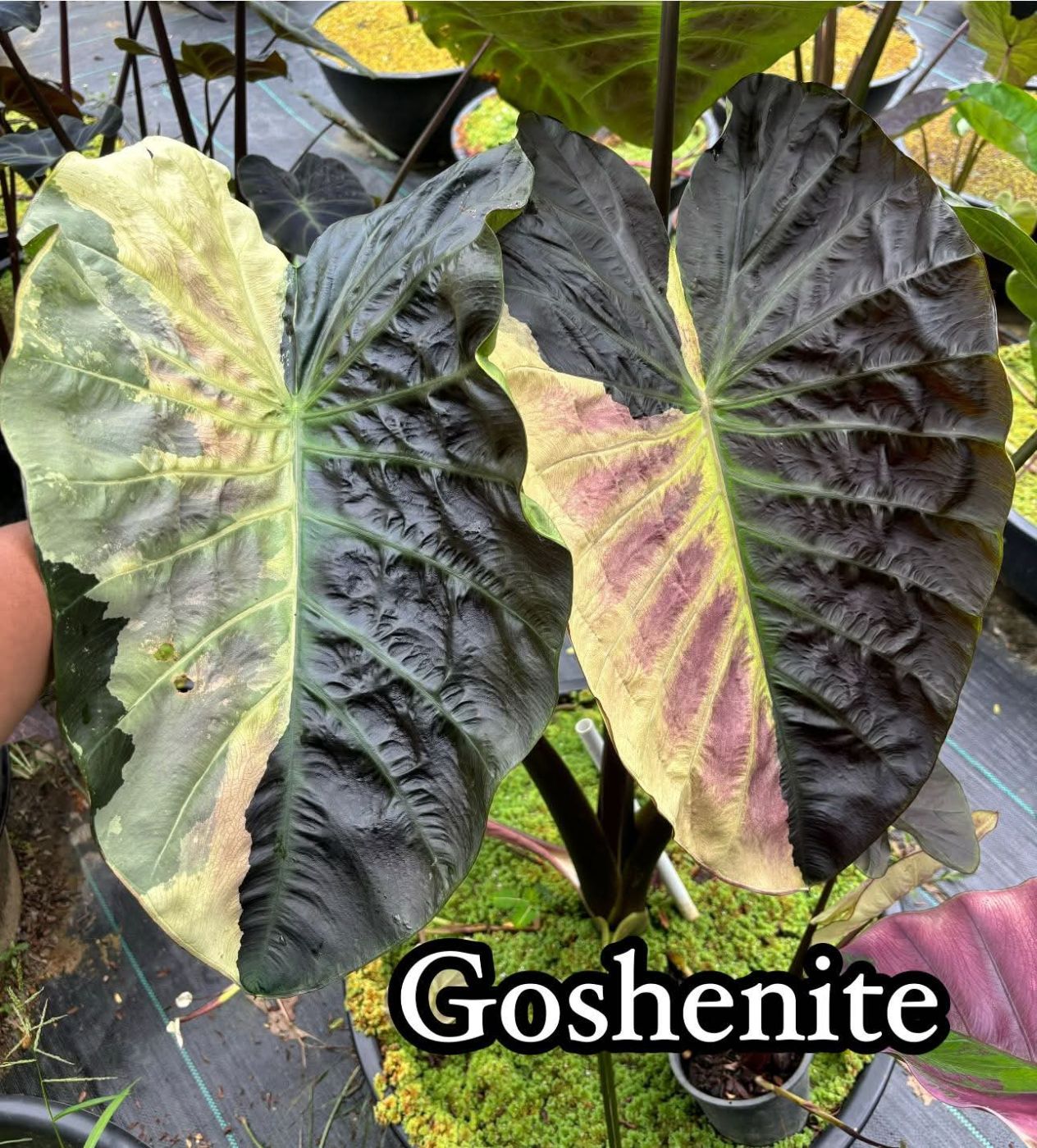 Колоказия Goshenite