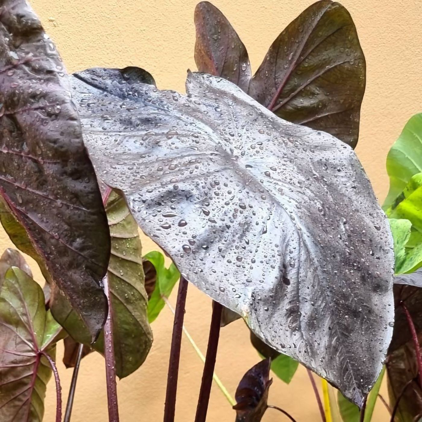 0112202502_7s91qd2qjtv63fz1lk816f2hs9x8q1ee